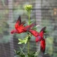 /album/lori-modrouchy-black-winged-lory/lori-modrouchy-3-jpg/